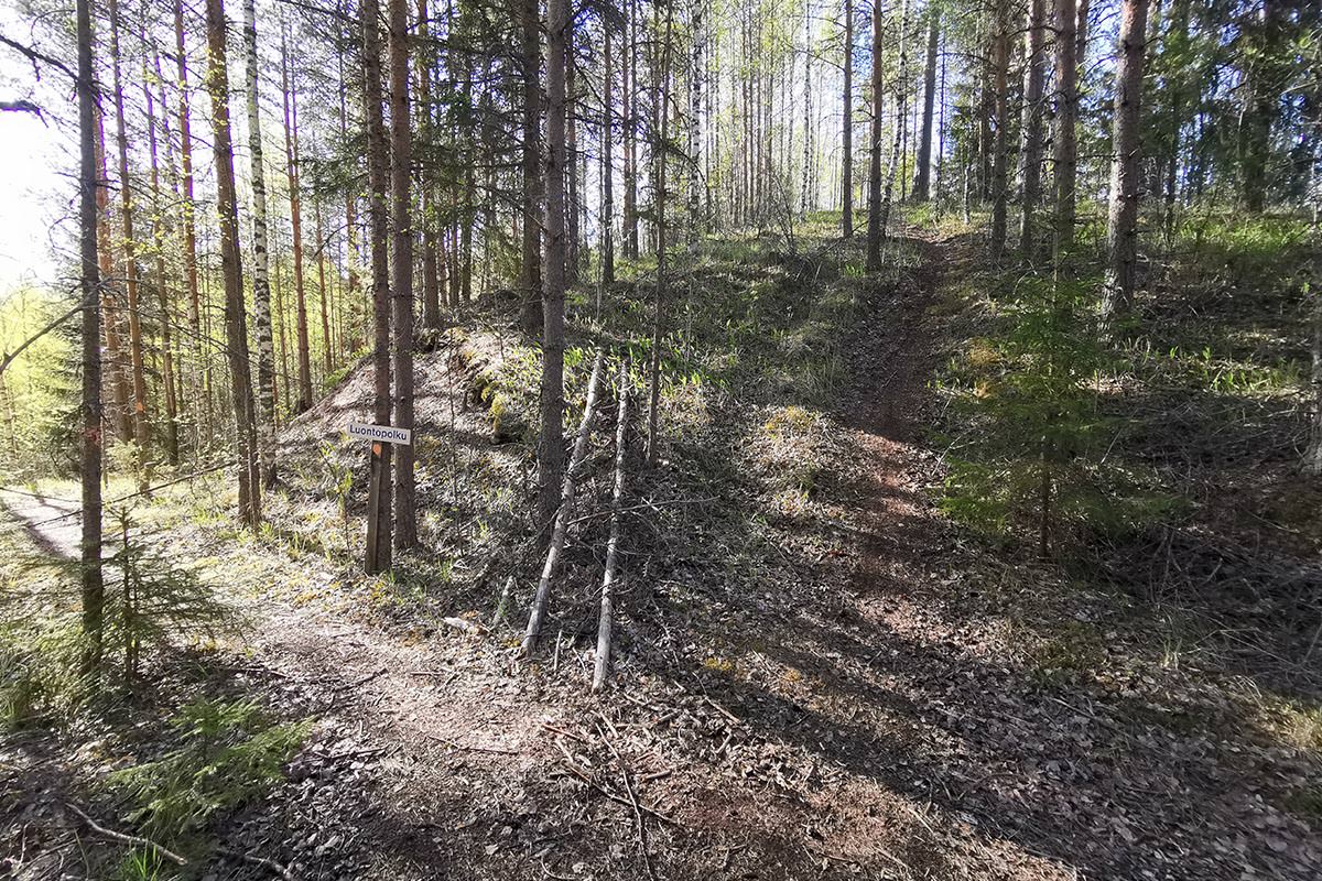 Koiralammen pohjoispäädyn risteys. Pyhät Polut reitti jatkuu vasemmalle, merkitsemätön harjureitti ylös